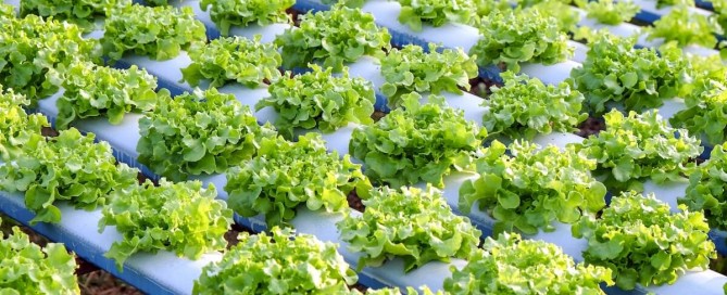 FAQs Hydroponics Industry