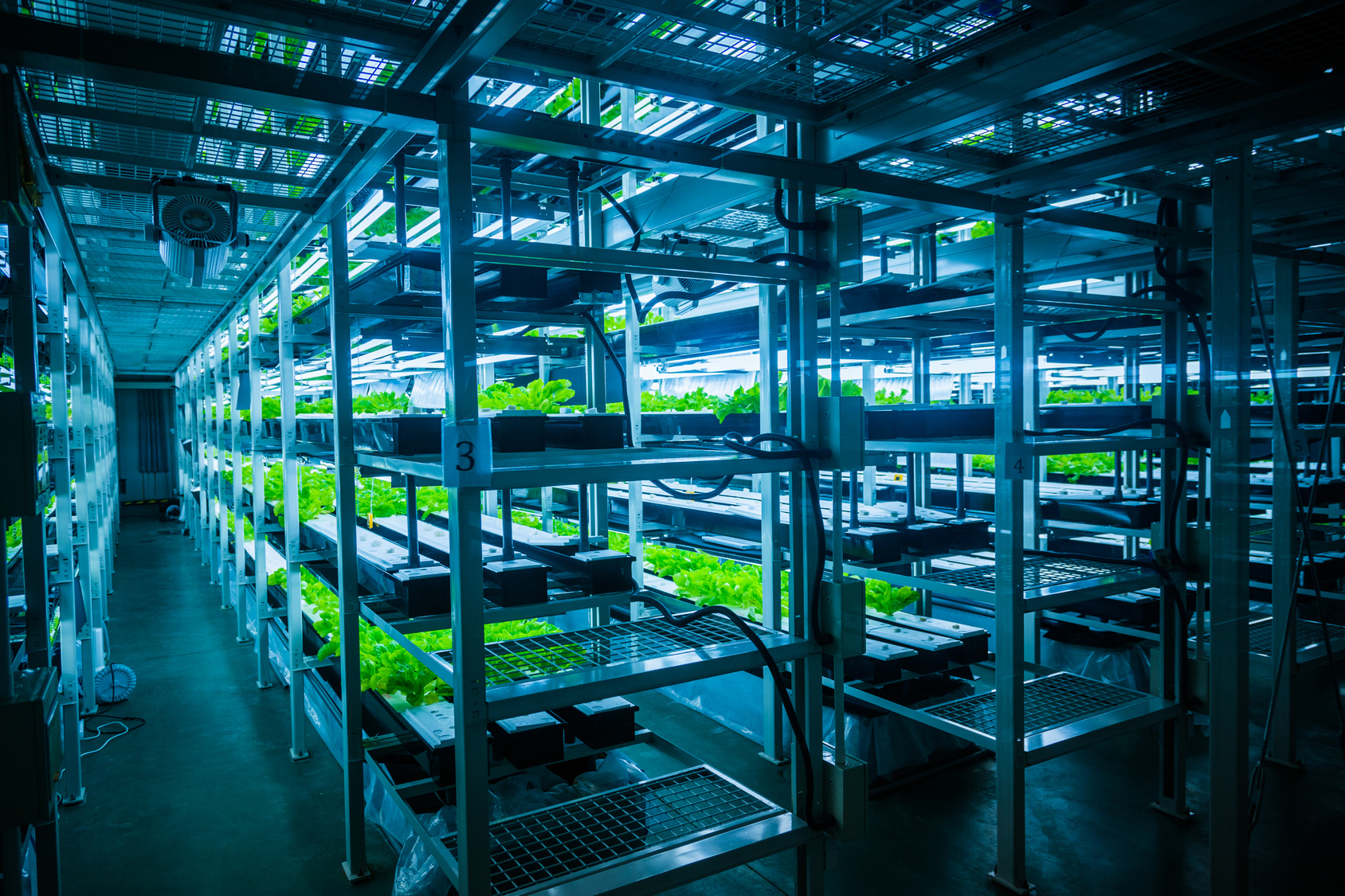 hydroponic system Farm Director – CEA Greenhouse Production (WI)