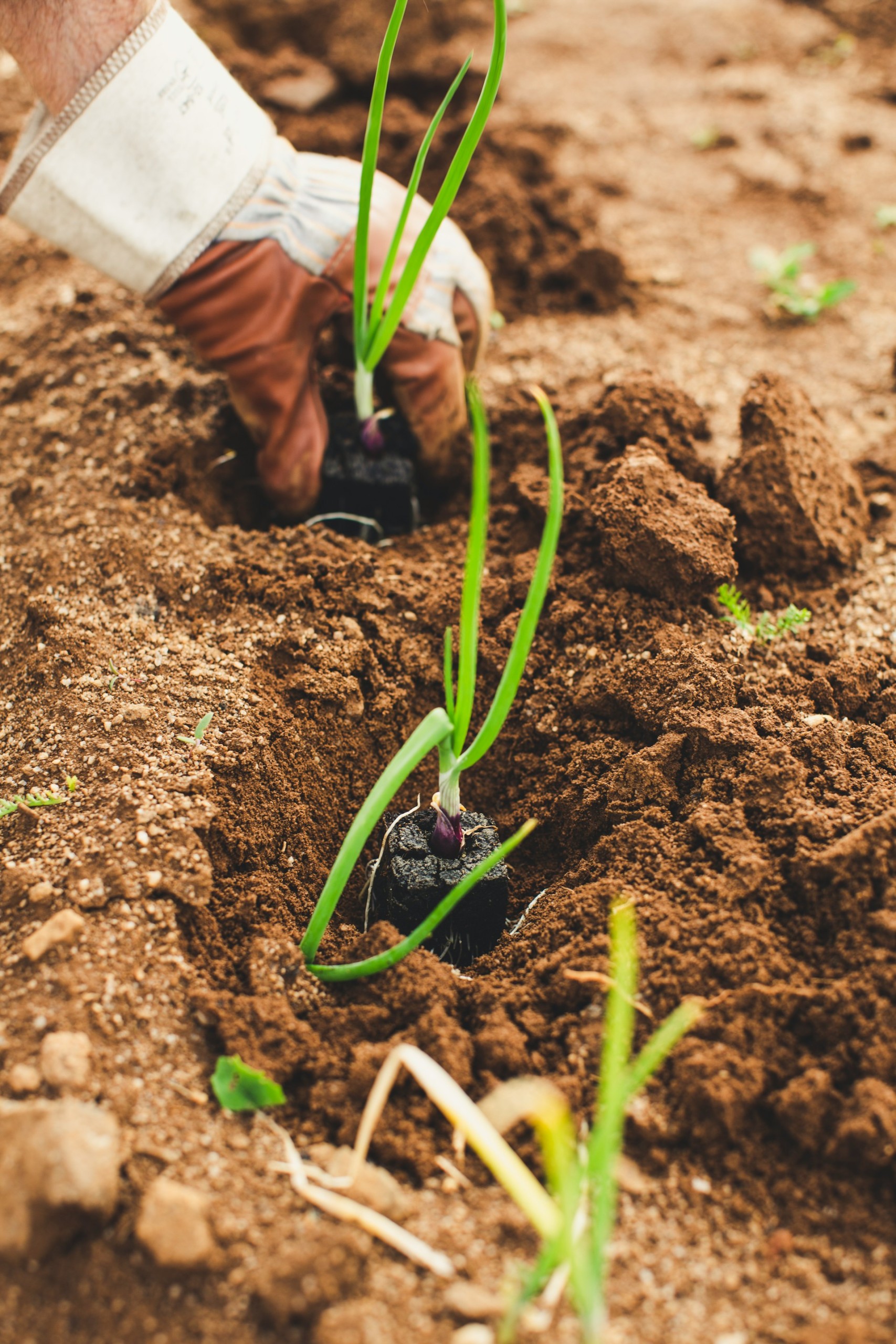 agriculture sales talent